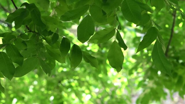 The green crown of walnut branches