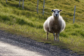 Fluffy Sheep Standing by a Country Roadside in Golden Light © MarekLuthardt