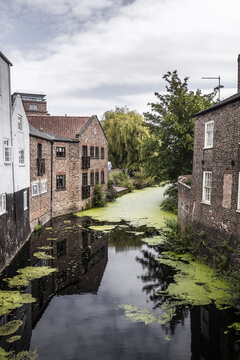 View of the historic brick buildings lining the River Ouse with green algae on the water surface and reflections in York, England, United Kingdom.