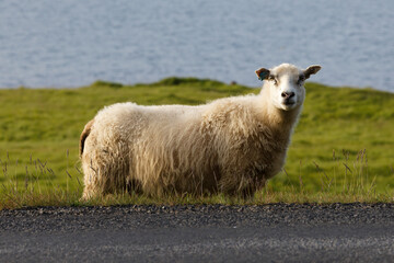 Fluffy Icelandic Sheep by the Roadside © MarekLuthardt
