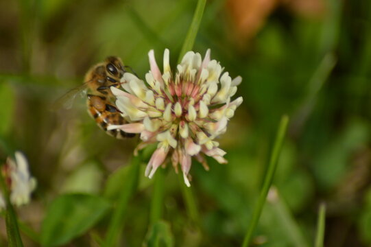 Honey bee foraging on white clover flower