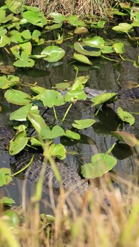 Alligators Scare Each Other And the Whole Swamp Funny 