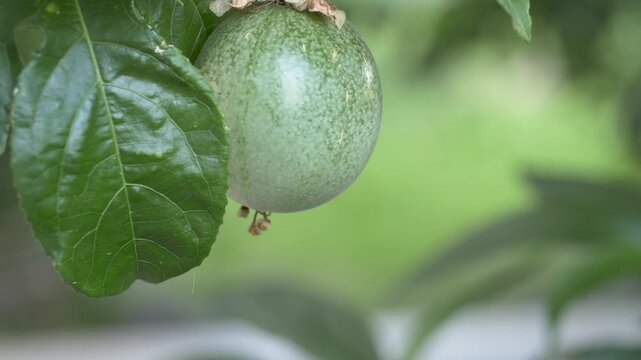 Close-up of green passion fruit hanging on vine with glossy leaves in tropical garden. Fresh organic produce, natural vitamins and healthy eating concept with exotic seasonal fruit. Passiflora edulis
