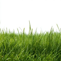 Fototapeta premium Vibrant green grass sits against a white background for banner designs.