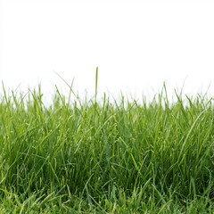 Fototapeta premium Vibrant green grass sits against a white background for banner designs.