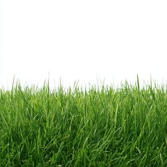 Obraz premium Vibrant green grass sits against a white background for banner designs.