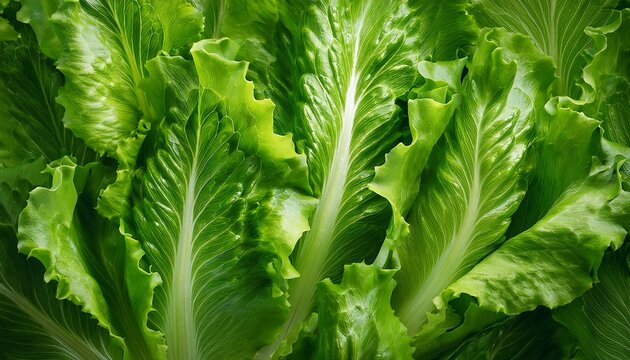 Green Lettuce Leaves Texture Background