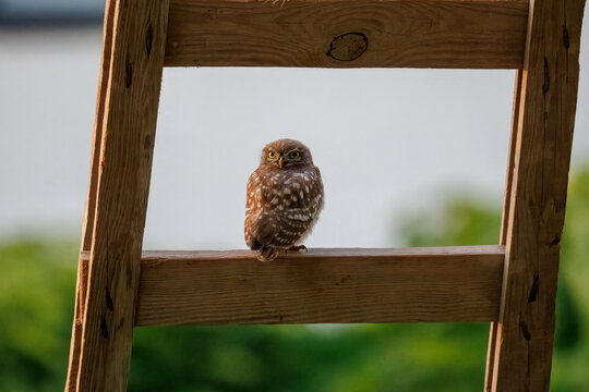 A young little owl (Athene noctua) perched on a wooden ladder, sitting with its back to the camera but turning its head to look directly into the lens on a sunny summer evening. Wildlife photography