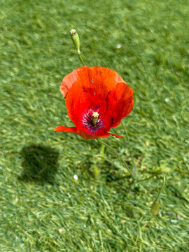 Nature finding a way as a wild poppy flower grows through artifical plastic grass