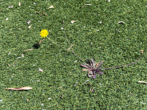 Nature finding a way as a wild dandelion flower grows through artifical plastic grass