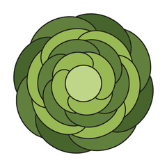Obraz premium Minimalist green cabbage with stylized layered leaves and clean monoline outlines on a white background healthy organic food concept
