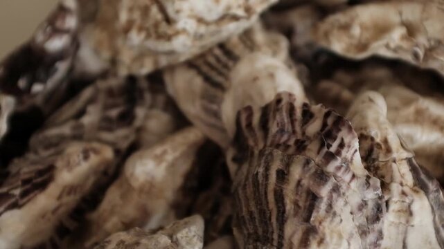 Pile of textured, empty oyster shells. For seafood dining promotions, and coastal-themed aesthetic designs, marine reef restoration campaigns, water filtration systems, natural calcium supplements.