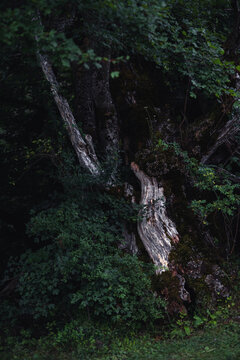 View of the ancient, gnarled trunk of a tree covered in moss and surrounded by dense green foliage in the National Park of Abruzzo, Pescasseroli, Abruzzo, Italy.