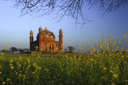 View of the historic Shrine of Abdul Nabi, a red brick tomb with domes and minarets, set amidst a vibrant field of yellow mustard flowers in Kotli Maqbara, Punjab, Pakistan.