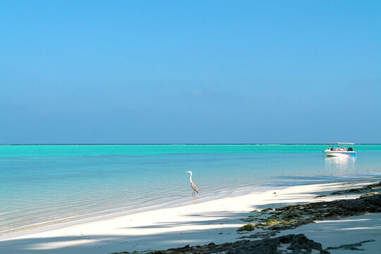 Grey Heron And Wooden Boat In Maldives