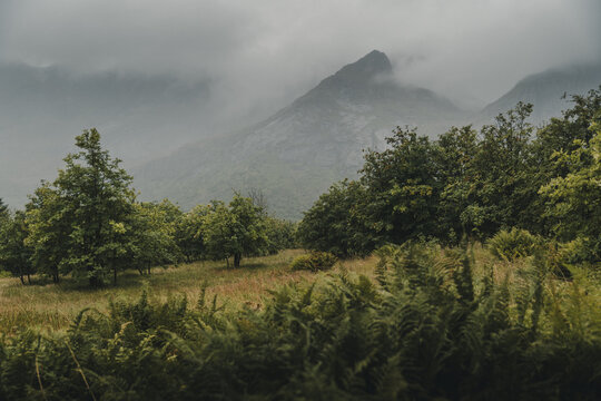 View of the dramatic Lofoten mountains rising above lush green trees and ferns under a cloudy sky in Nordland, Norway.