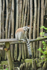 Fototapeta premium A Ring-tailed Lemur on a wooden perch looking up into green tree leaves.