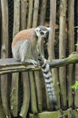 Fototapeta premium A Ring-tailed Lemur on a wooden perch looking up into green tree leaves.