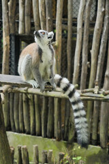 Fototapeta premium A Ring-tailed Lemur on a wooden perch looking up into green tree leaves.