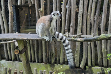 Fototapeta premium A Ring-tailed Lemur on a wooden perch looking up into green tree leaves.