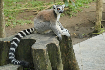 A ring-tailed lemur sitting on a large wooden tree stump. © Alvi Prasetya