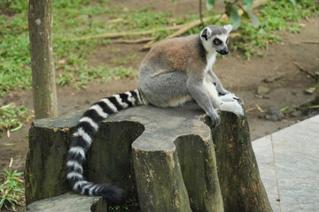 A ring-tailed lemur sitting on a large wooden tree stump. © Alvi Prasetya