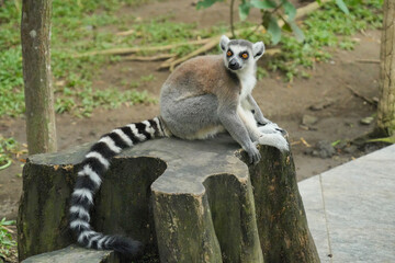 A ring-tailed lemur sitting on a large wooden tree stump. © Alvi Prasetya