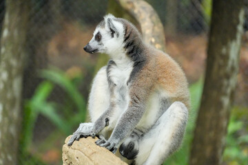 A ring-tailed lemur sitting on a large wooden tree stump. © Alvi Prasetya