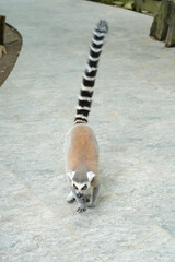 Fototapeta premium A ring-tailed lemur walking forward on a paved path with its long striped tail held high in the air.