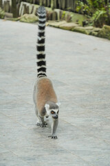 Fototapeta premium A ring-tailed lemur walking forward on a paved path with its long striped tail held high in the air.