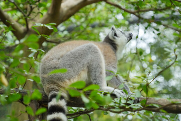 Fototapeta premium A Ring-tailed Lemur on a wooden perch looking up into green tree leaves.