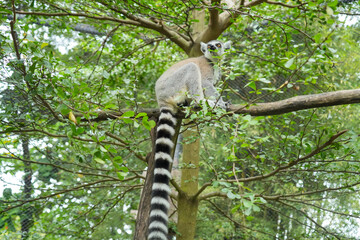 Fototapeta premium A Ring-tailed Lemur on a wooden perch looking up into green tree leaves.