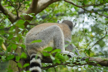 Fototapeta premium A Ring-tailed Lemur on a wooden perch looking up into green tree leaves.