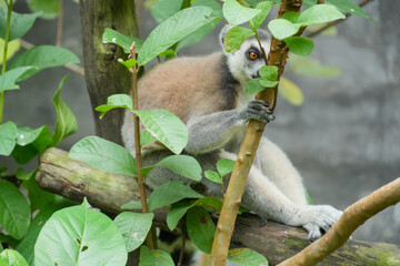 Fototapeta premium A Ring-tailed Lemur on a wooden perch looking up into green tree leaves.