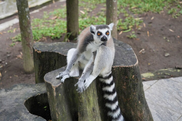 A ring-tailed lemur sitting on a large wooden tree stump. © Alvi Prasetya
