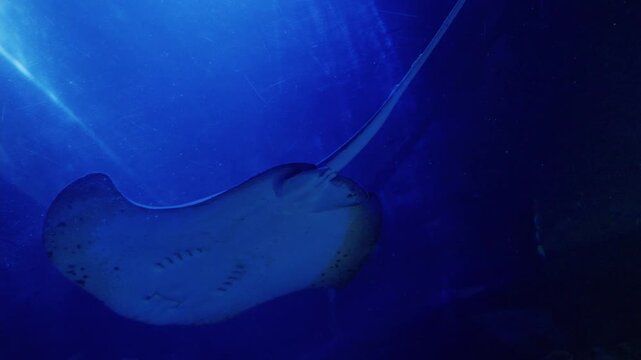 Elegant stingray swimming gracefully in blue water