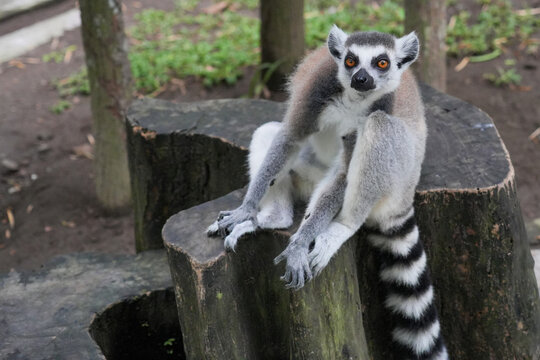 A ring-tailed lemur sitting on a large wooden tree stump.