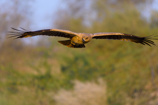 View of an eagle in flight with wings fully extended against a soft-focus natural background in Mithi, Sindh, Pakistan.
