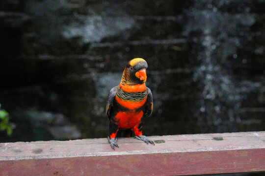 A vibrant dusky lory bird with bright orange and black feathers perching on a wooden railing.