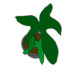Philodendron Pedatum Top View © 미나 김