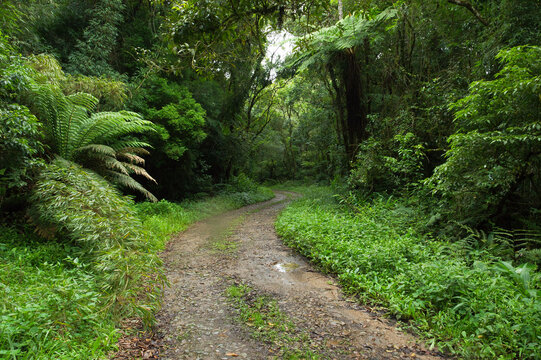 Imagem de estrada dentro da floresta