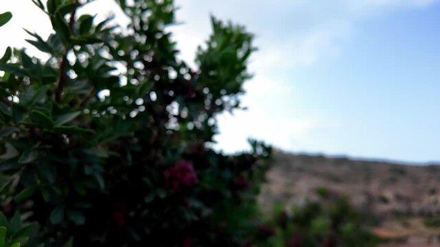 Pink berries cluster on green shrubbery. Foliage sways gently in open, sunlit landscape. Background reveals distant hills and soft sky. Natural beauty highlights season's growth