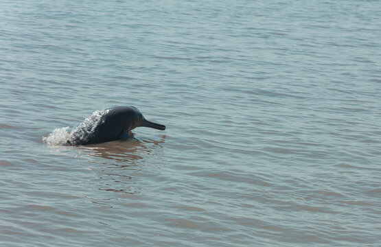 View of an Indus blind dolphin surfacing in the water at Head Taunsa in Taunsa, Punjab, Pakistan.