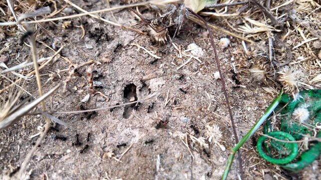 Ants scurry near a soil entrance. They move quickly through dirt and twigs. Green loop lies nearby, unattended. This scene suggests a hidden, active colony. Use for nature, wildlife