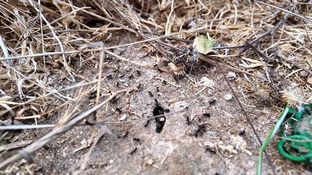 Ants scurry near a soil entrance. They move quickly through dirt and twigs. Green loop lies nearby, unattended. This scene suggests a hidden, active colony. Use for nature, wildlife