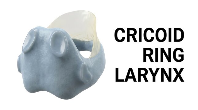Anatomical model of human cricoid ring cartilage in larynx with cartilage, biological