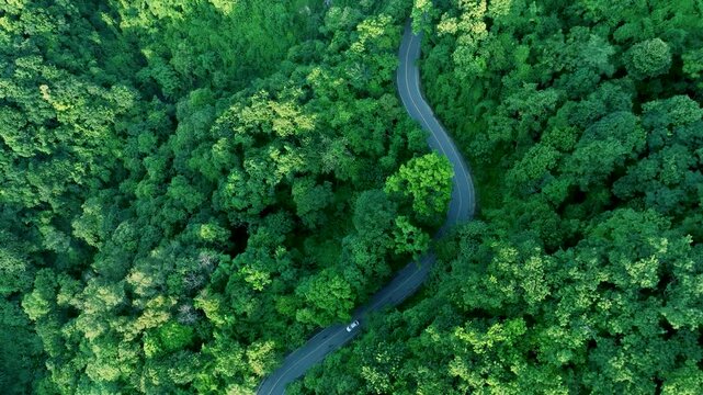 Aerial Tropical Forest Road for Sustainability Report and Green Infrastructure , Forest Transportation Corridor Supporting Climate Resilience and ESG Investment
