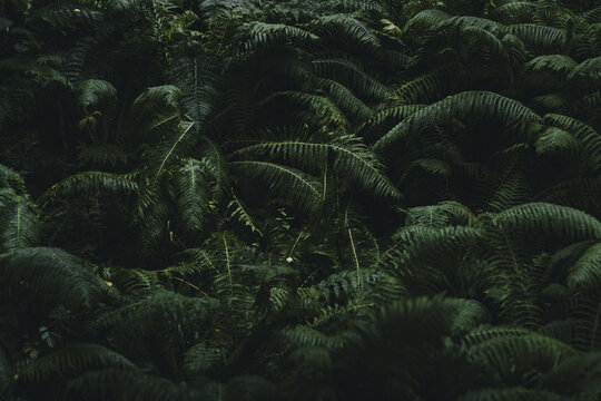 View of lush green ferns in a dense forest setting with deep shadows and natural textures in Alta, Finnmark, Norway.
