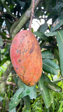 Red Palmer variety.It is scientifically known as Mangifera indica, a species native to Southern Asia.