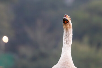 Horizontal profile portrait of an African Goose with orange-spotted bill knob and background light bokeh. Sharp technical focus and copy space for stock. © niltonemaia